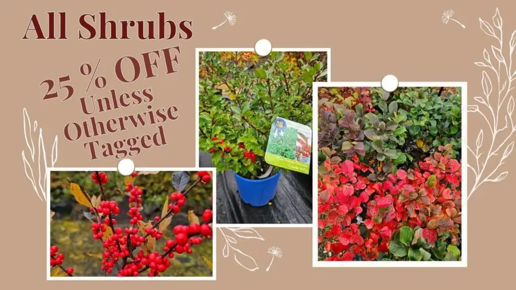 Shrubs for sale