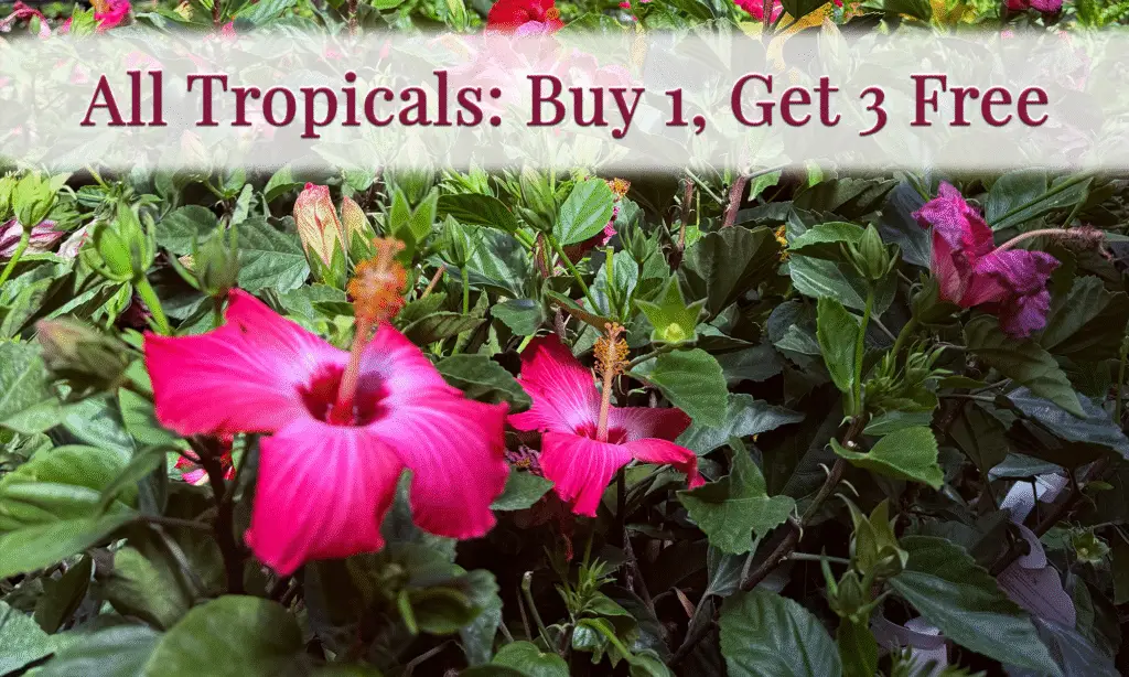 Tropical plant sale