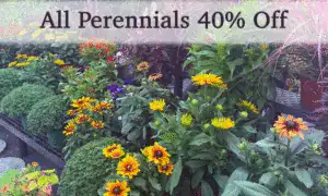 Vibrant perennial flowers with yellow, orange, and purple blossoms at Herbein's Garden Center.