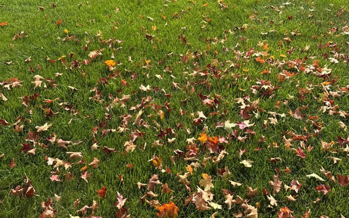 Colorful fall leaves scattered on lush green grass at Herbein's Garden Center.