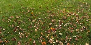 Colorful fall leaves scattered on lush green grass at Herbein's Garden Center.