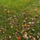 fall lawn fertilization Colorful fall leaves scattered on lush green grass at Herbein's Garden Center.