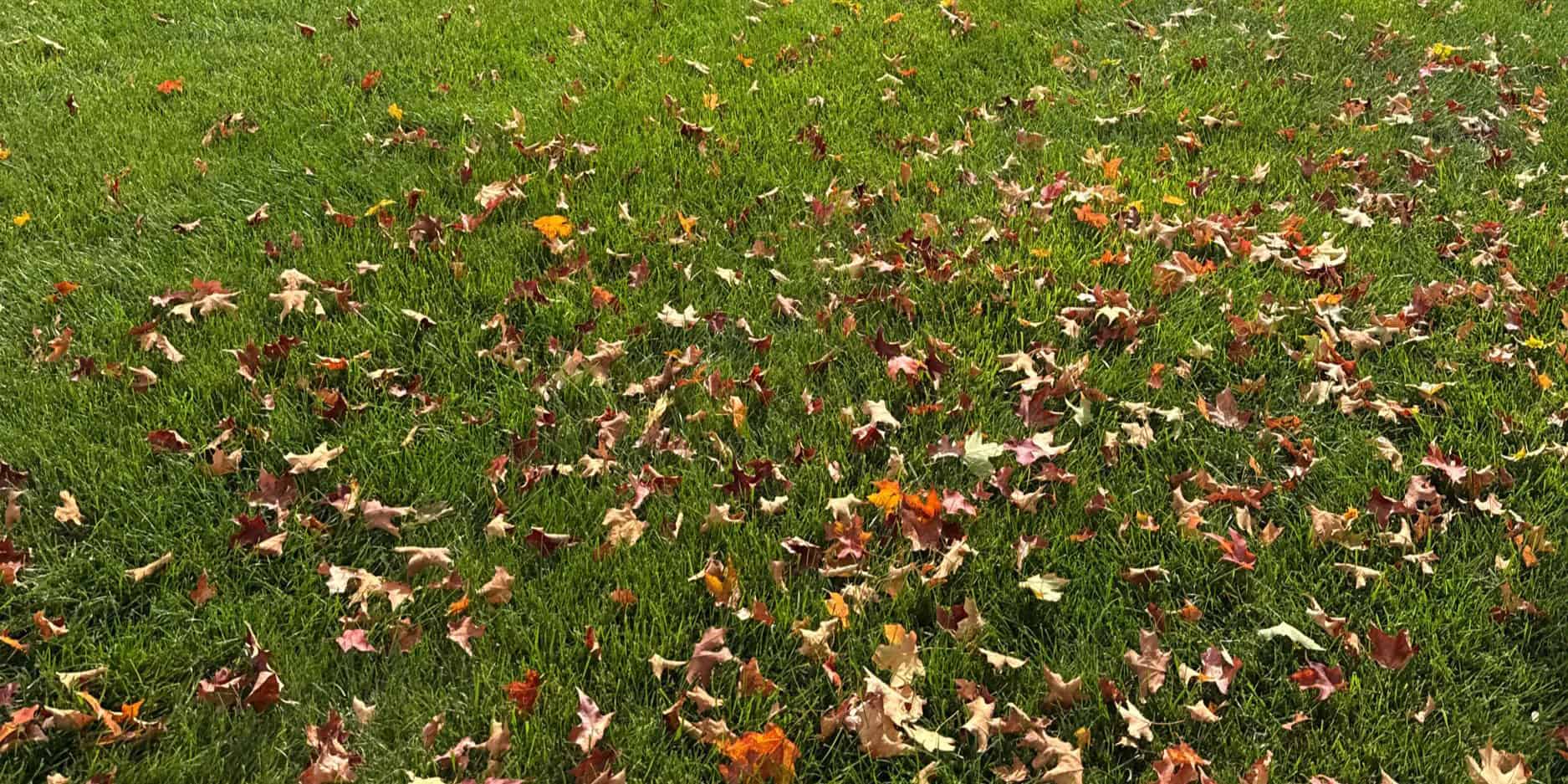 Colorful fall leaves scattered on lush green grass at Herbein's Garden Center.