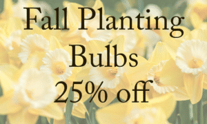 Yellow fall planting bulbs for garden decoration and landscaping, 25% off promotion at Herbein's Garden Center.