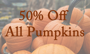 Pumpkins at Herbein's Garden Center with 50% off discount.