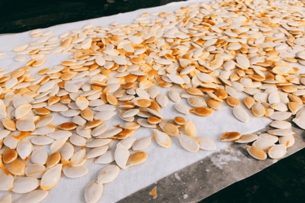 Shelled pumpkin seeds drying on parchment paper at Herbein's Garden Center.