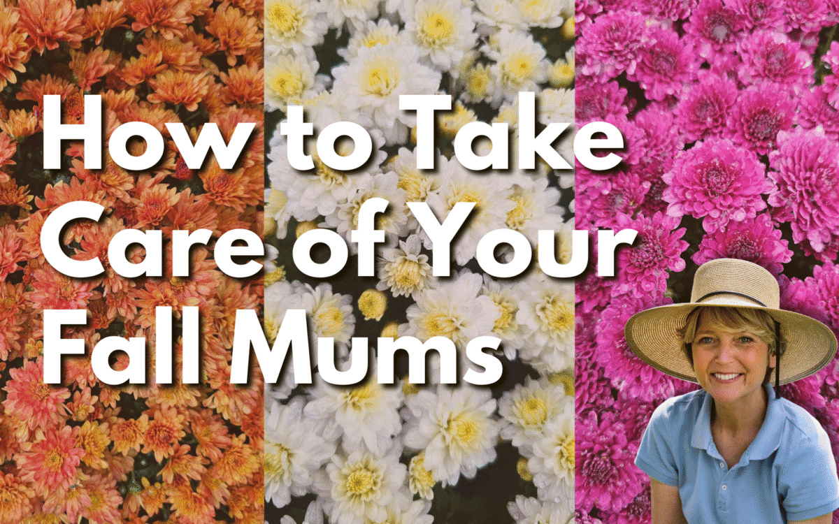 Colorful fall chrysanthemums for gardening and decoration at Herbein's Garden Center.