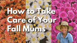 Colorful fall chrysanthemums for gardening and decoration at Herbein's Garden Center.