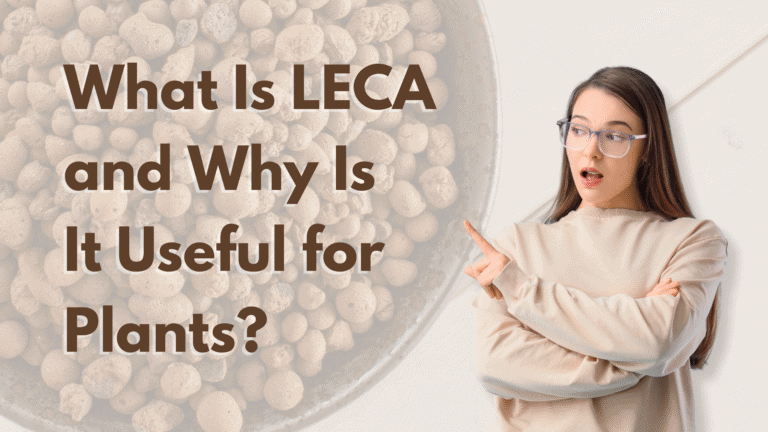 Leca clay pellets for landscaping and interior plants, decorative gardening supplies, soil amendment materials.