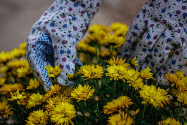 Colorful gardening gloves working with vibrant yellow chrysanthemums in Herbein's Garden Center.