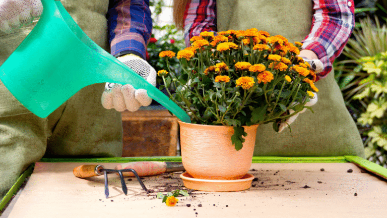 Colorful potted marigolds being watered at Herbein's Garden Center, perfect for spring planting and garden decoration.