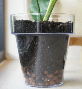 Indoor plant propagation in a clear glass container with soil and root development.