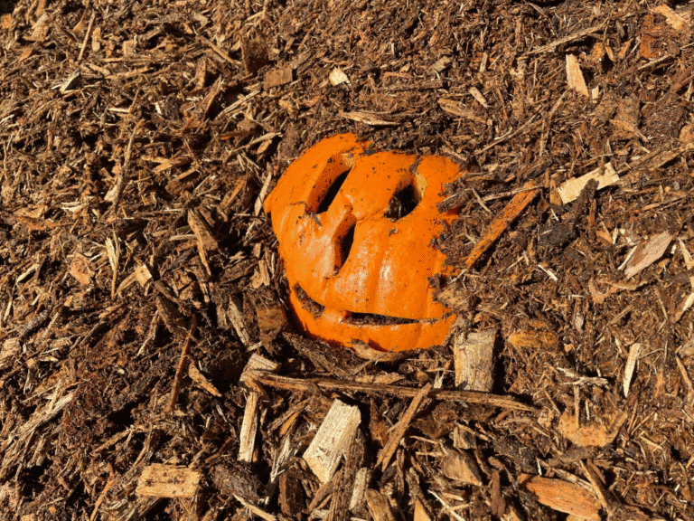 Miniature carved pumpkin in mulch bed at Herbein's Garden Center.