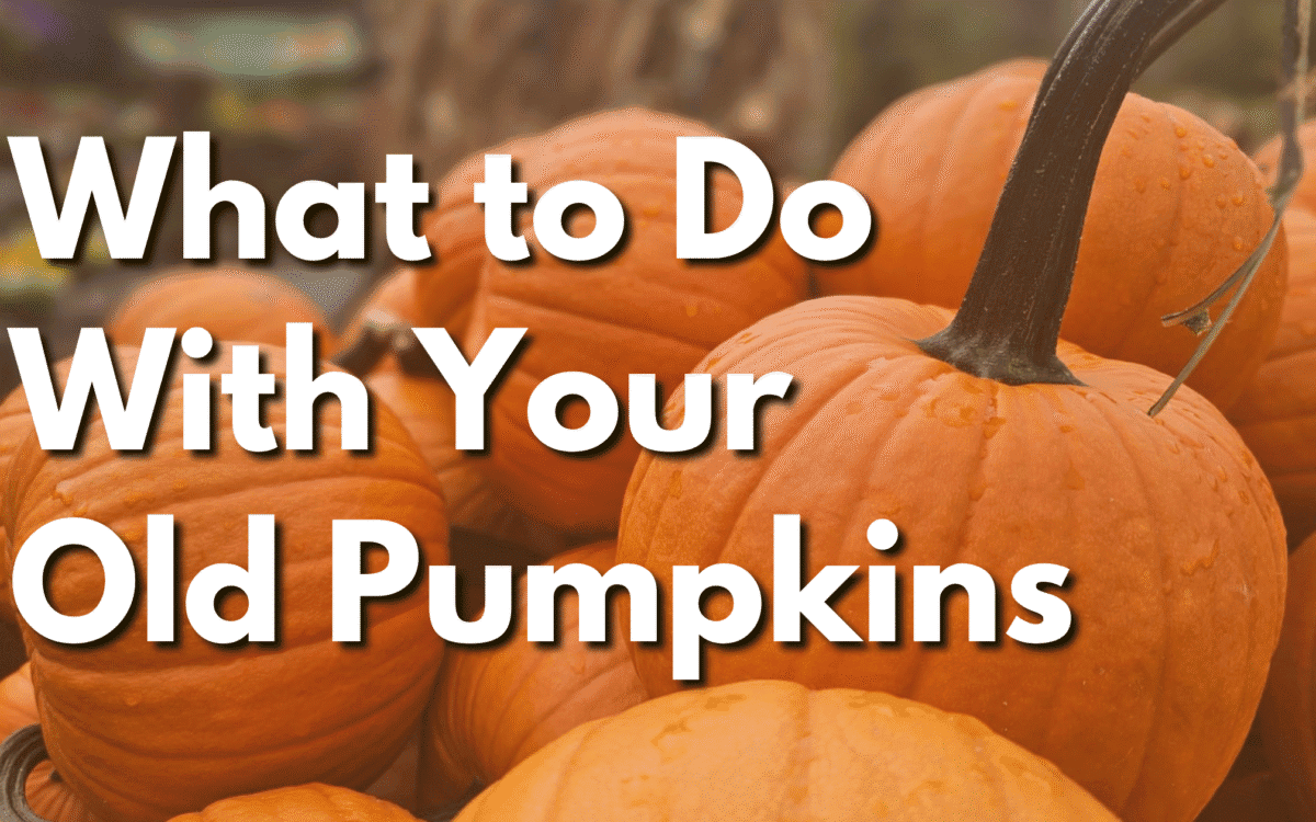 Pumpkins at Herbein's Garden Center for fall, harvest, and Halloween decoration.