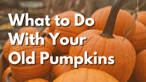 Pumpkins at Herbein's Garden Center for fall, harvest, and Halloween decoration.