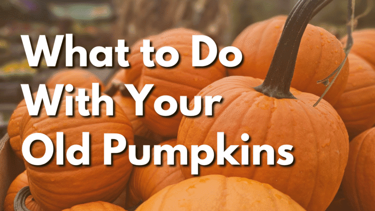 Pumpkins at Herbein's Garden Center for fall, harvest, and Halloween decoration.