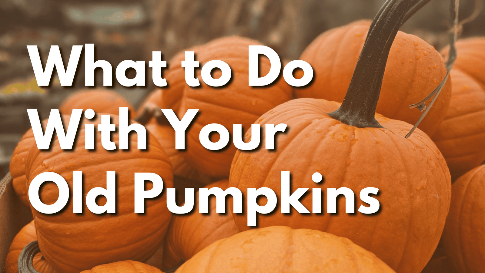 Pumpkins at Herbein's Garden Center for fall, harvest, and Halloween decoration.