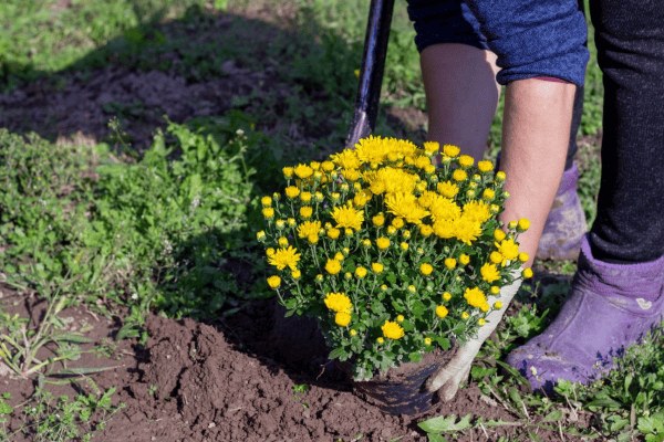Herbein's garden center yellow chrysanthemums planting outdoor gardening flower bed.