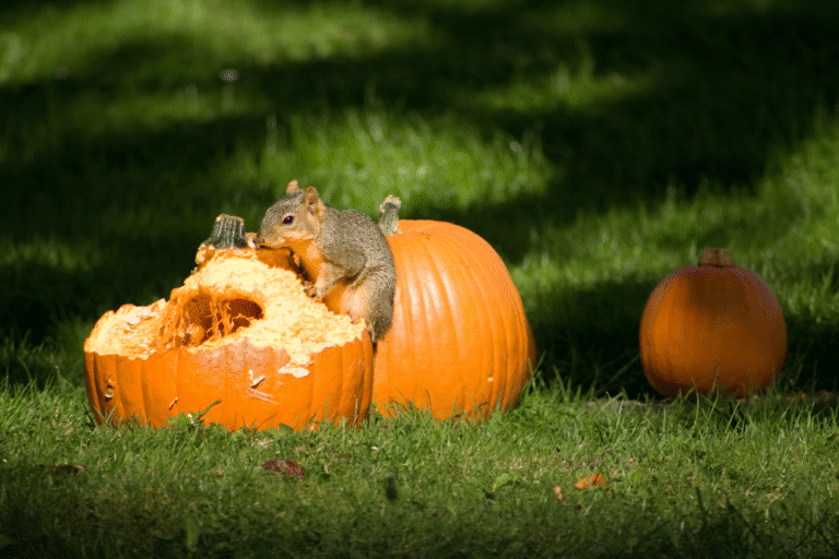 Small squirrel on carved pumpkin in garden setting.