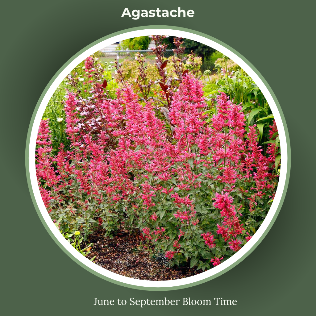 Agastache Bloom time and sun requirements