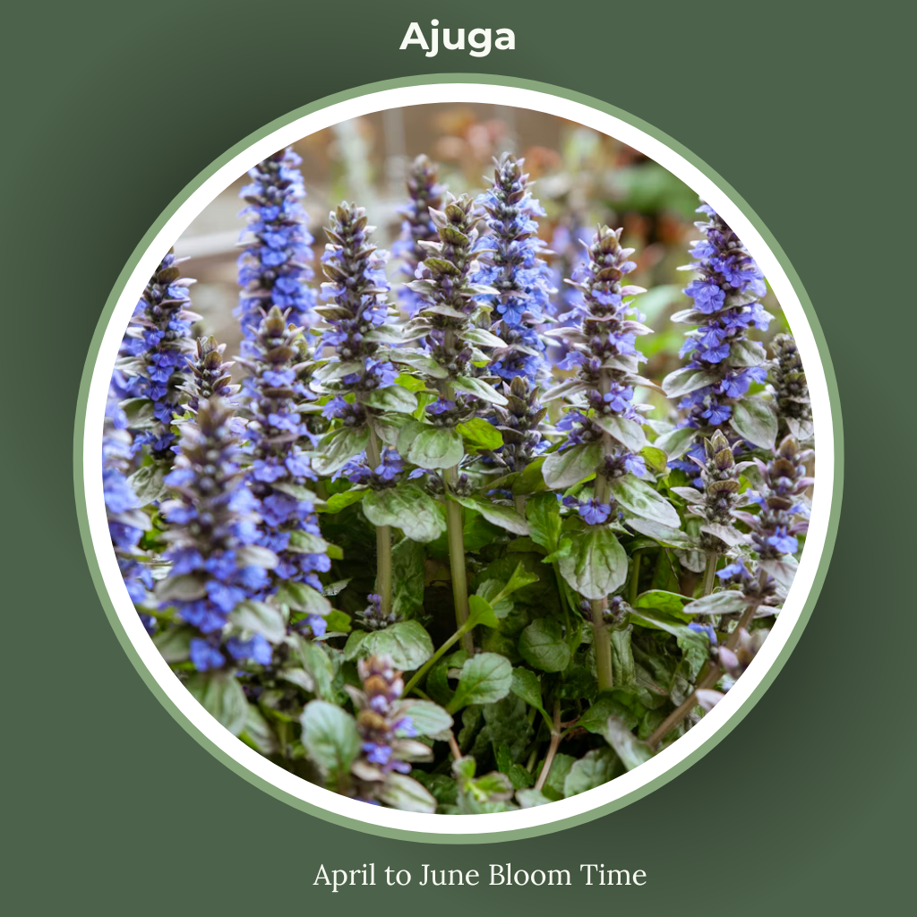 Ajuga