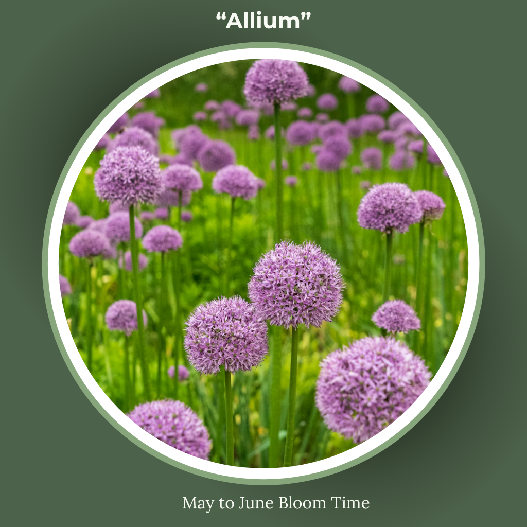Allium or Ornamental Onion bloom time and sun requirements