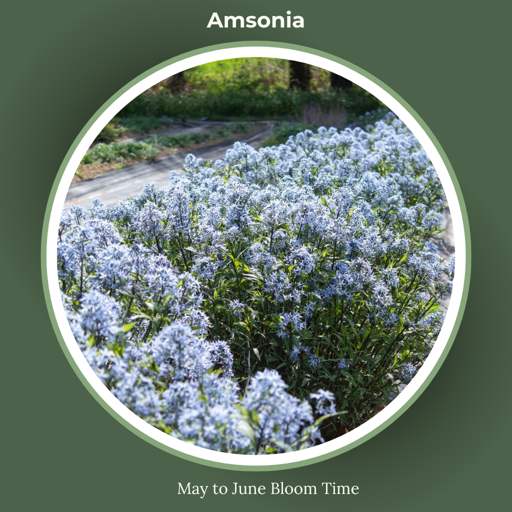 Amsonia bloom time and sun requirements