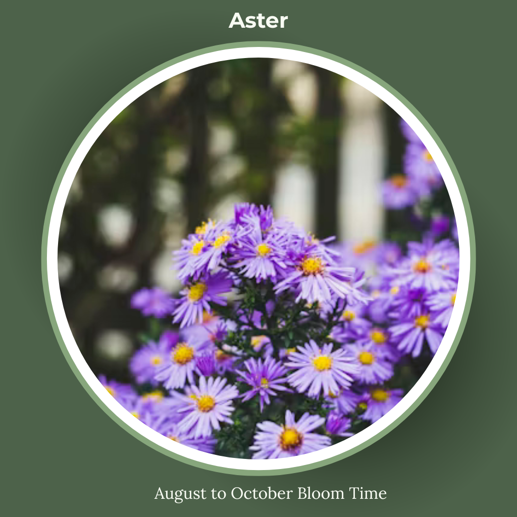 Aster bloom time and sun requirements.