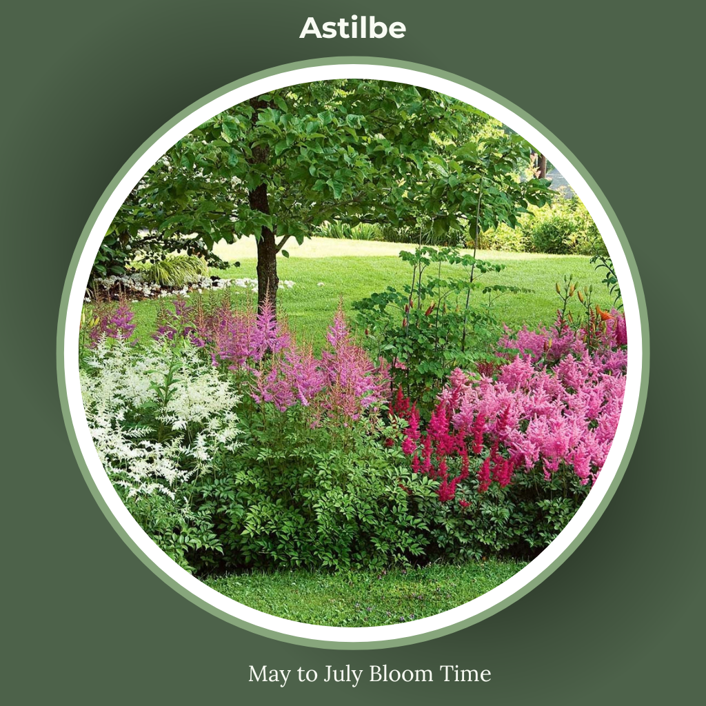Astilbe