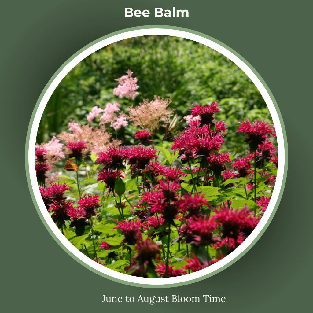 Bee balm bloom time and sun requirements