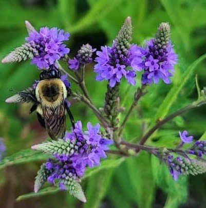 Pollinator friendly, native plants at herbeins