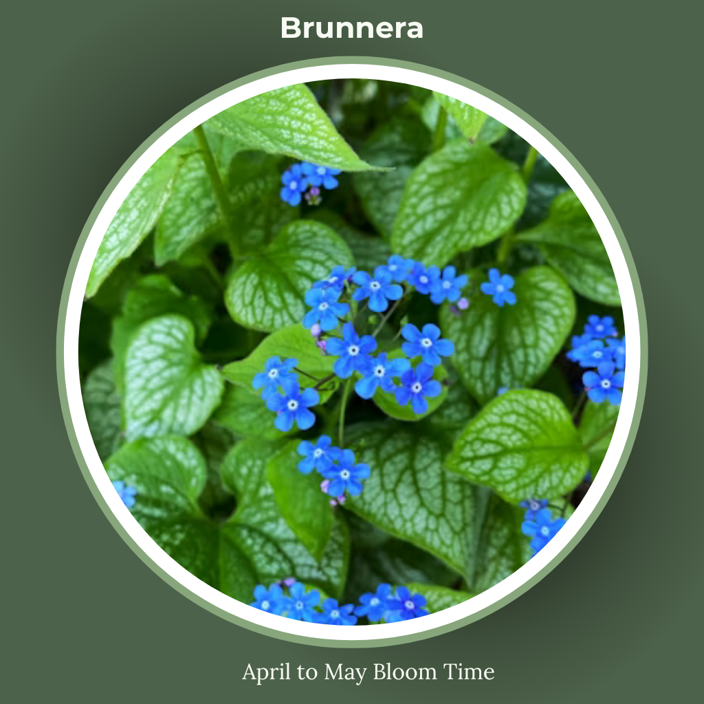 Brunnera