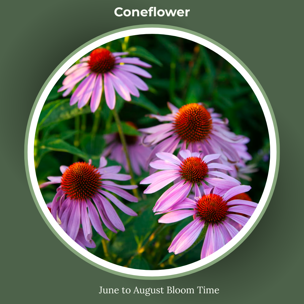 Cone flower bloom time and sun requirements