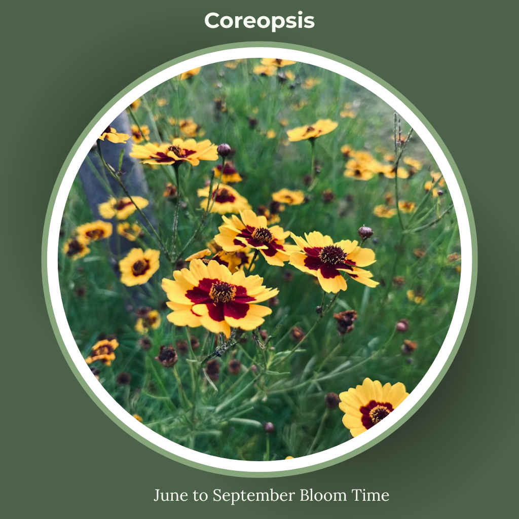 coreopsis bloom time and sun requirements
