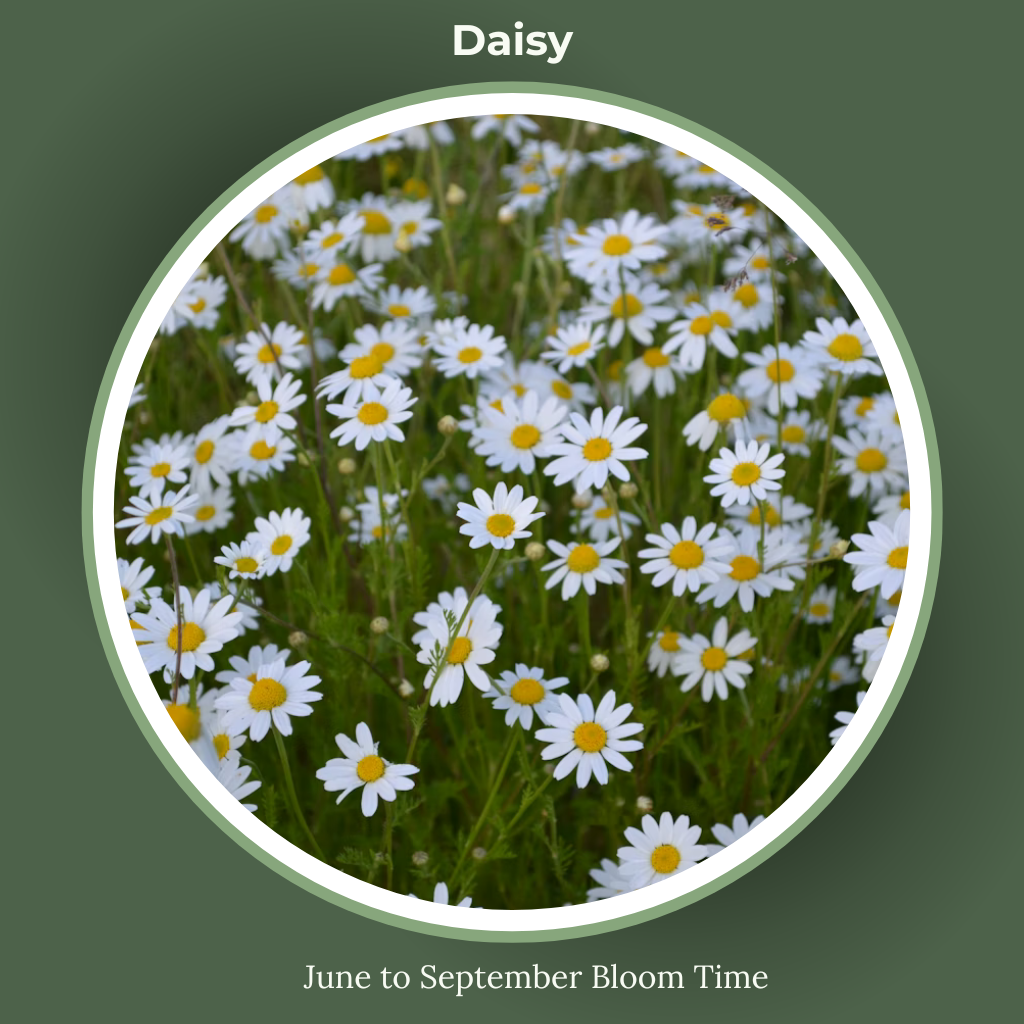daisy bloom time and sun requirements