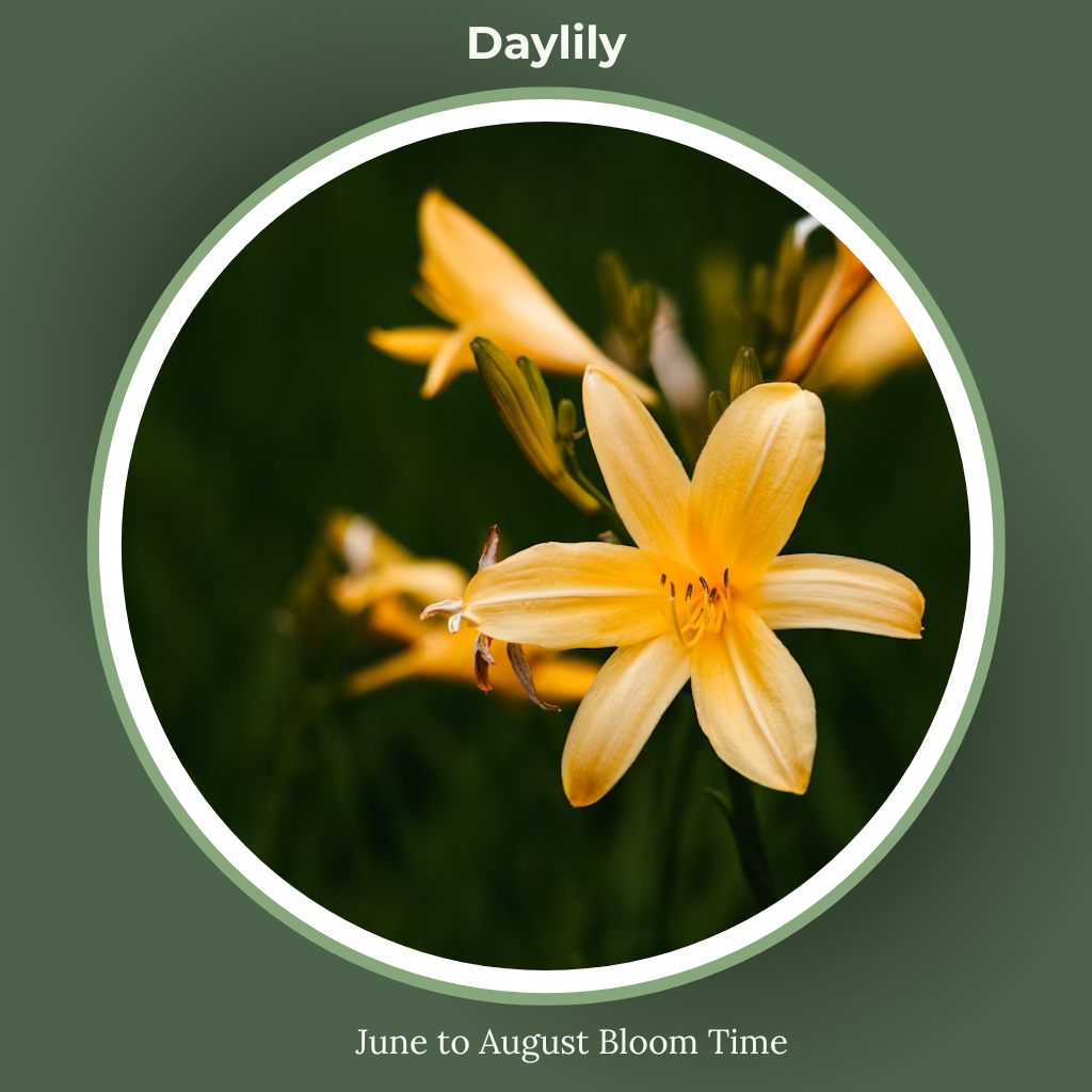day lily bloom time and sun requirements