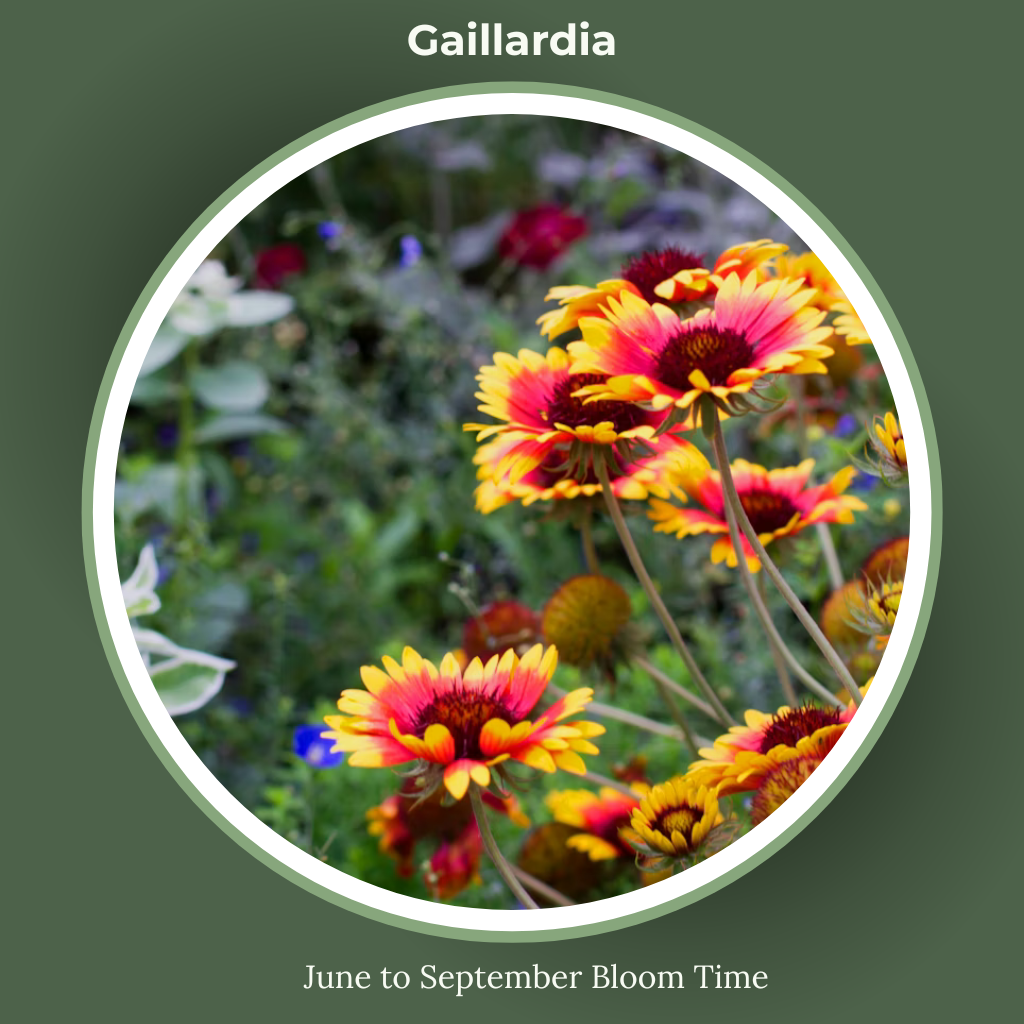 Gaillardia or blanket flower bloom time and sun requirements
