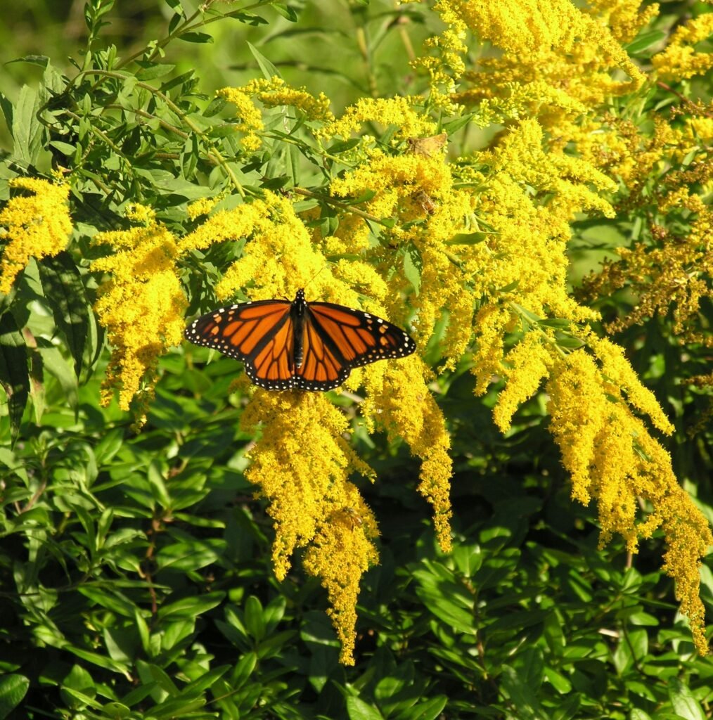 Native Plants, pollinator friendly
