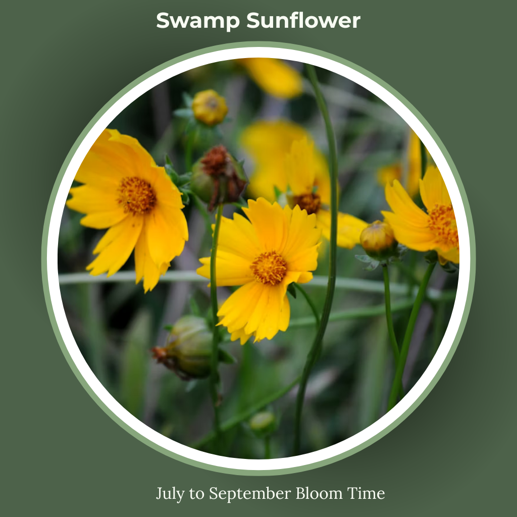 halianthus or swamp flower bloom time and sun requirements.