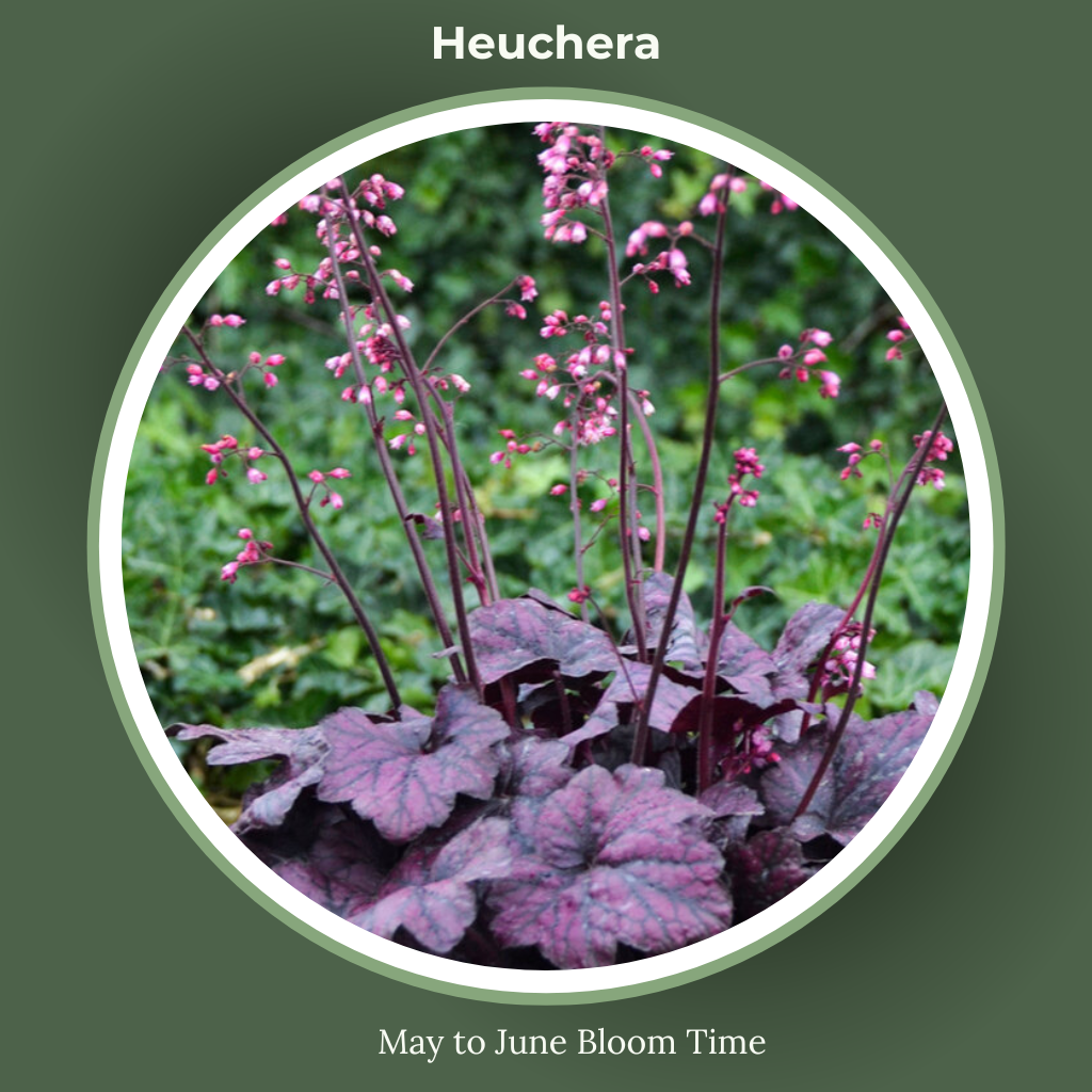Heuchera