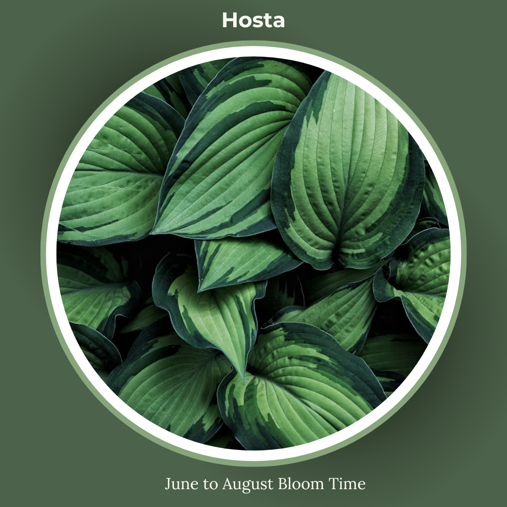 Hosta