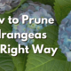 How to Trim Hydrangeas