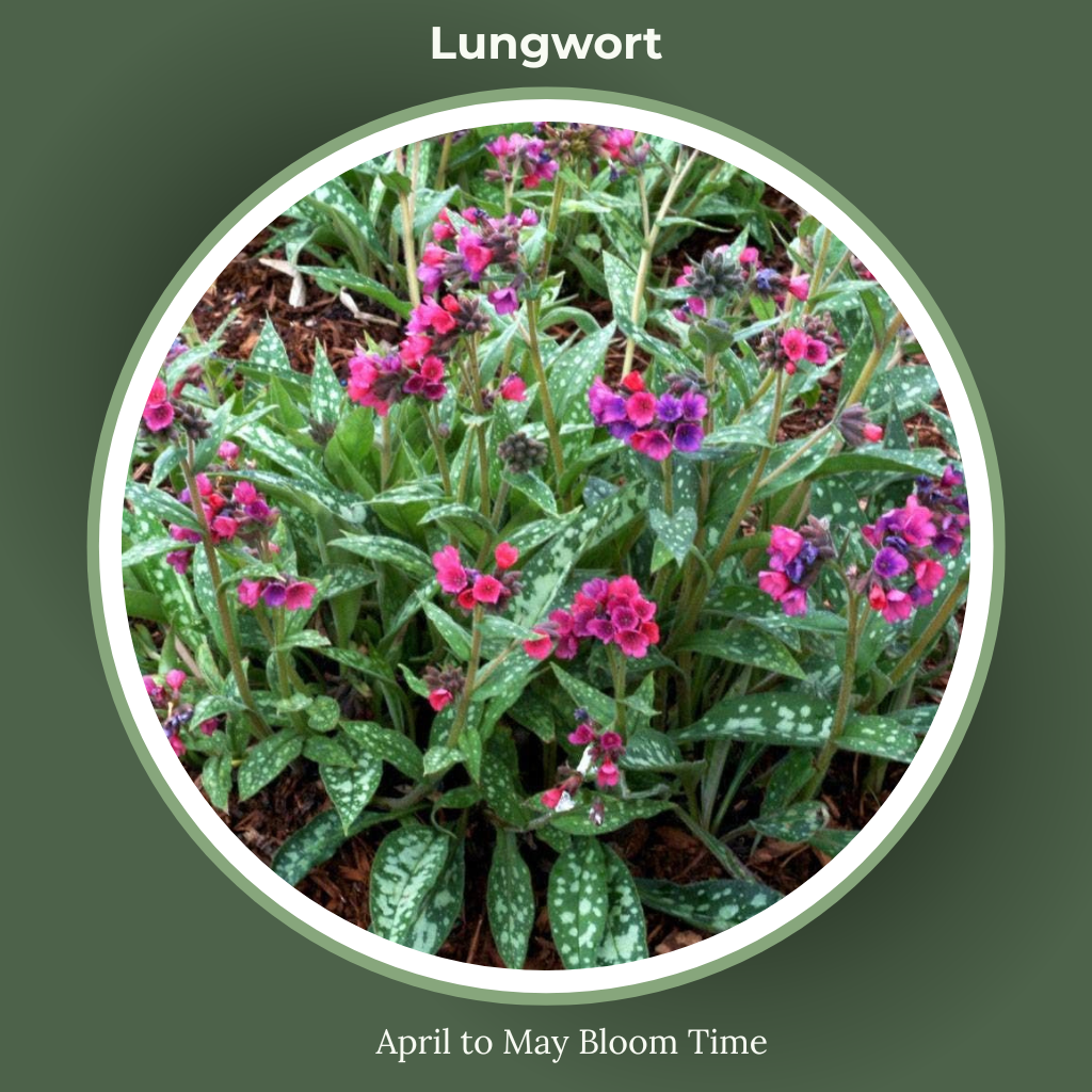 Lungwort