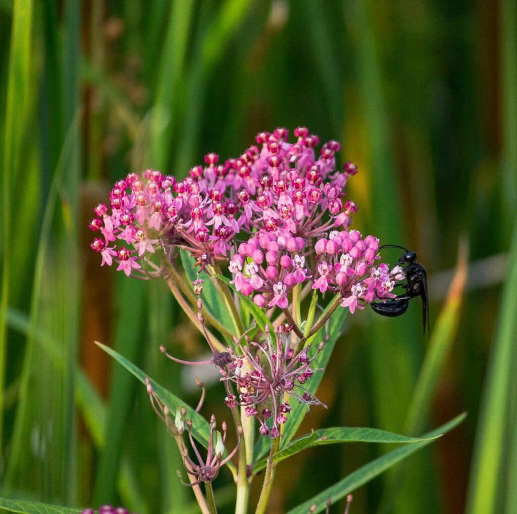 Native plants, pollinator friendly