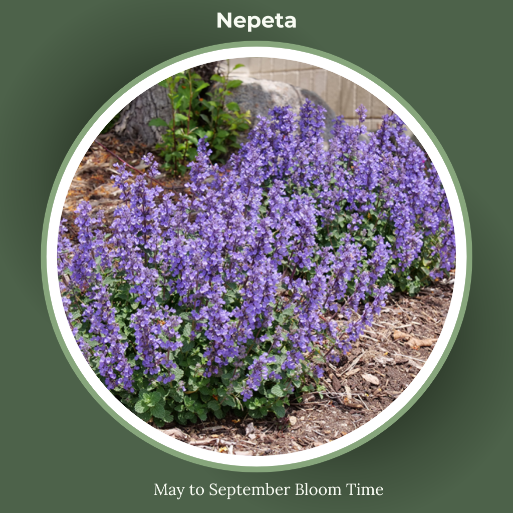 Nepeta bloom time and sun requirements