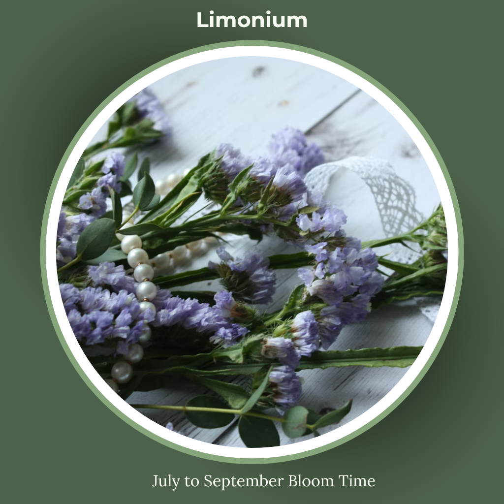 sea lavender or limonium bloom time and sun requirements.