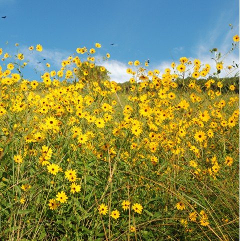 Native plants, pollinator friendly