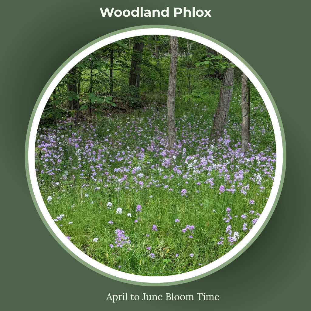 Woodland phlox bloom time and sun requirements.
