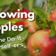 Growing Apples Growing Apples