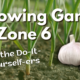 Growing Garlic
